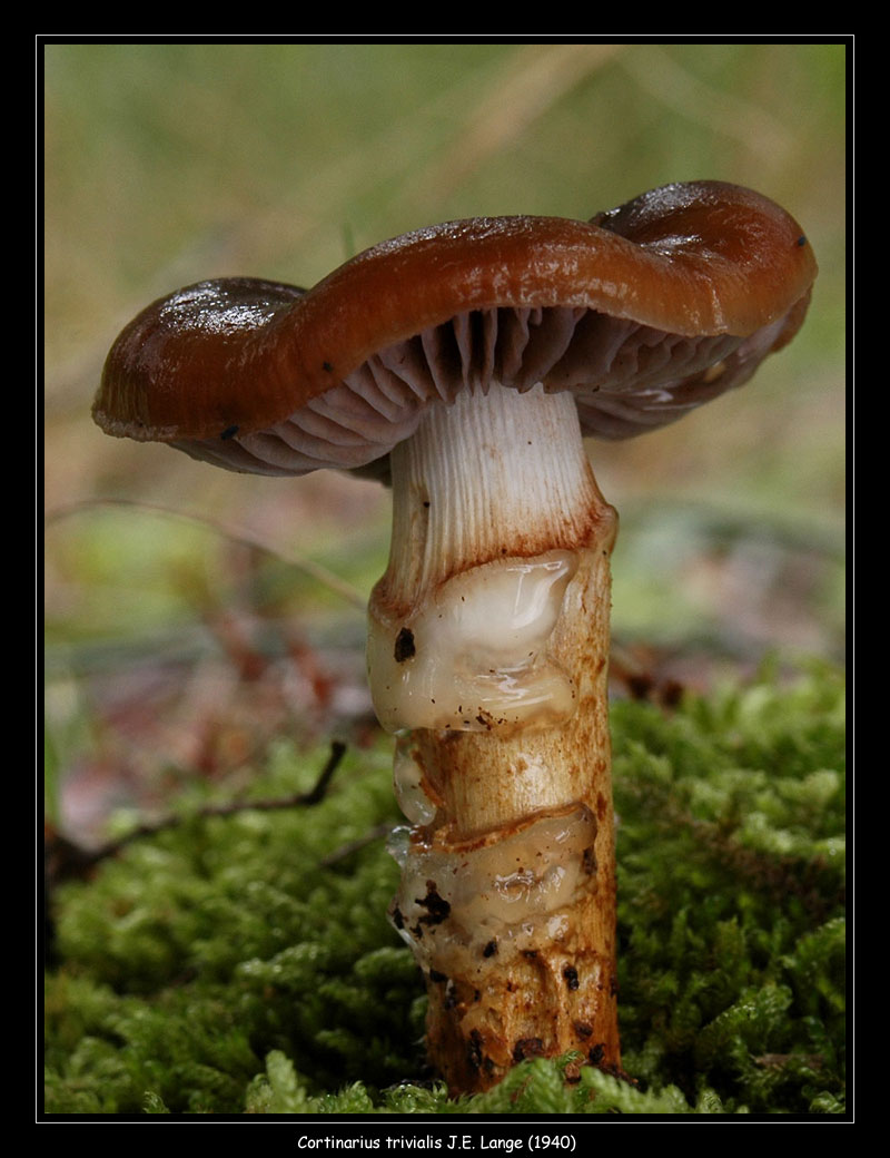 Cortinarius trivialis